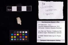 Foto (Objekt + Etikett) von Juracrista costaspinosa (Robins et al., 2012)  (NHMW-GEO-2017-0089-0070)